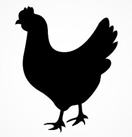 Organic & Free Range Chicken