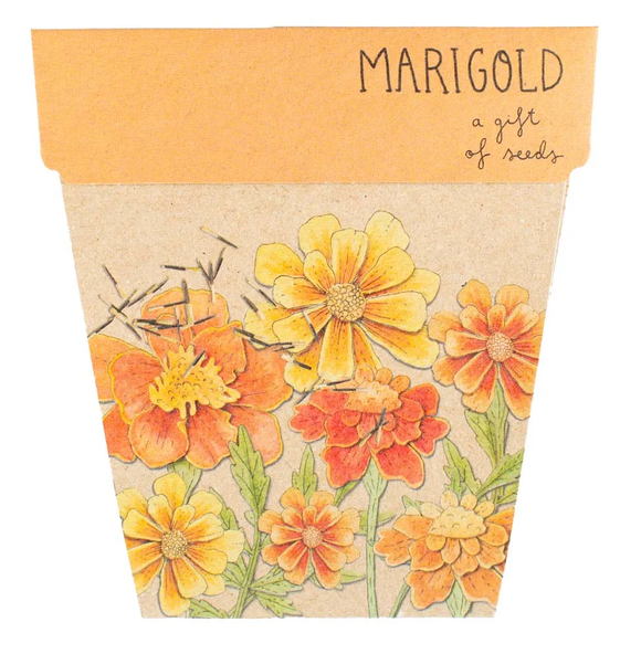 Sow 'n Sow Gift of Seeds Marigold