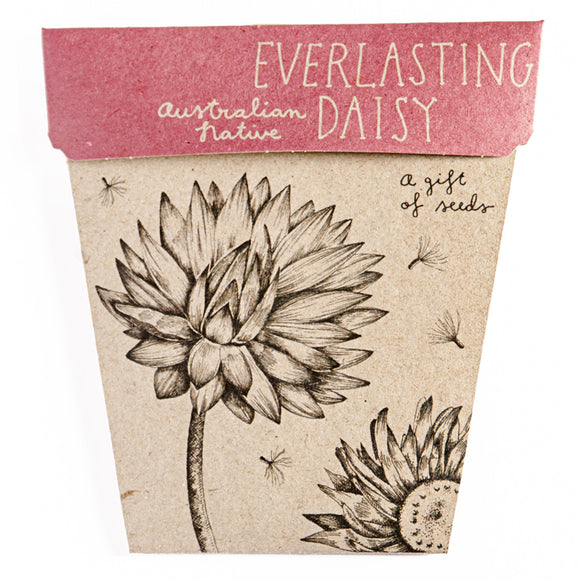 Sow 'n Sow Gift of Seeds Everlasting Daisy