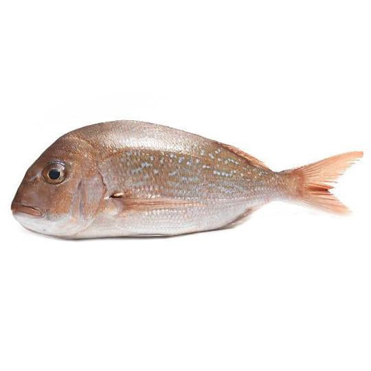 Baby Snapper approx 600g